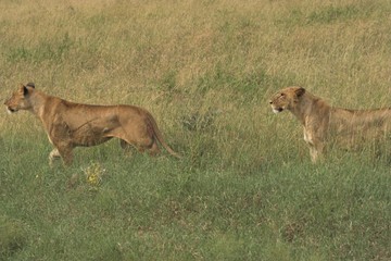 lionesses on the prowl