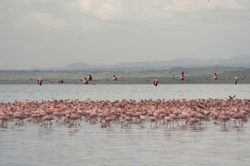 flamingoes in flight