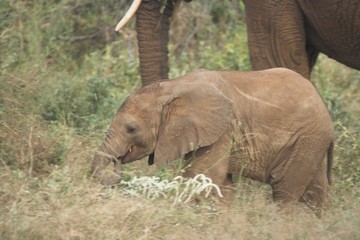 young elephant grazing