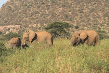 elephants grazing