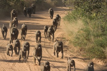 baboons on dusty road