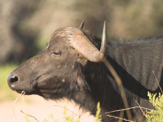 african cape buffalo