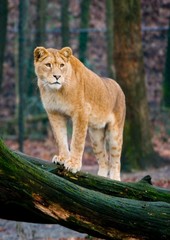 lion