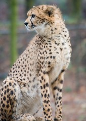 cheeta