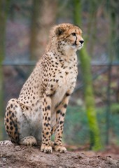 cheeta