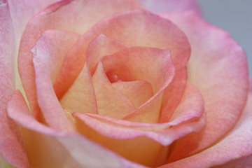 rose bud
