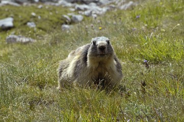marmotte