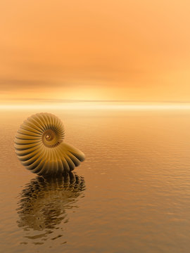 shell