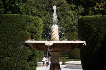 sparrows take a bath