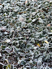 frozen ivy leaves