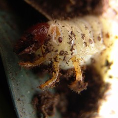 rhinocerous beetle larvae