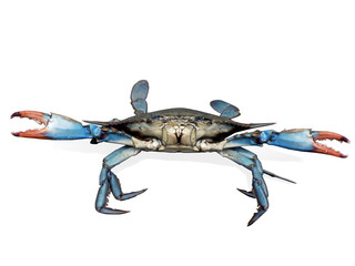 crab - blue crabs in fight pose