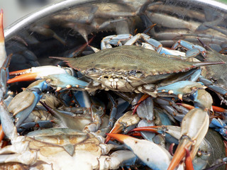crab - blue crabs in pot 2