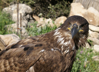 aguilucho
