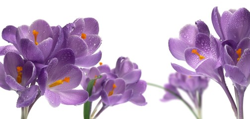 Strauß lila Krokusblüten