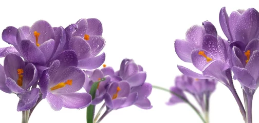 Selbstklebende Fototapete Krokusse Strauß lila Krokusblüten
