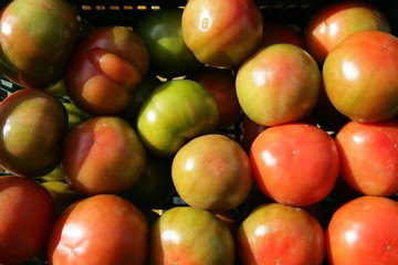 tomates