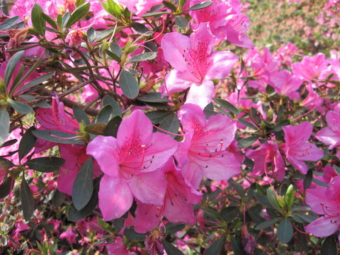 flowers