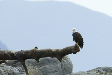 eagle on a branch