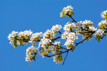 apple tree blossom