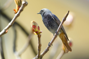 portrait of a grey mountain bird