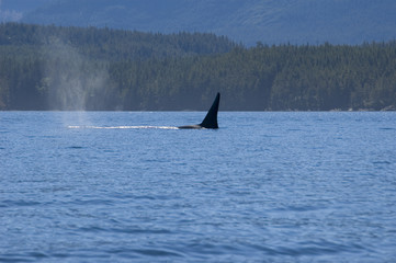 Fototapeta premium male orca