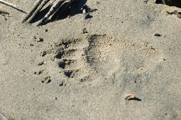 big bear paw print