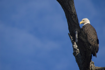 bald eagle at branch