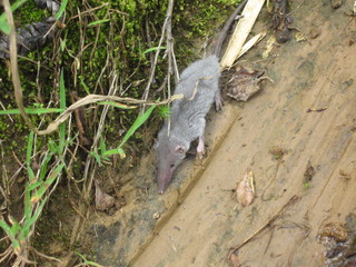 musaraigne musquée (tenrec ecaudatus)