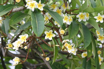 fleur de frangipanier