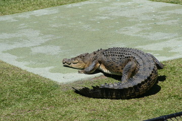 crocodile