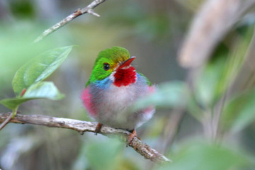 oiseau multicolore