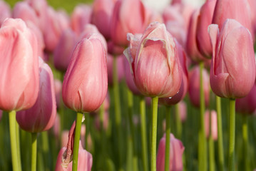 tulips