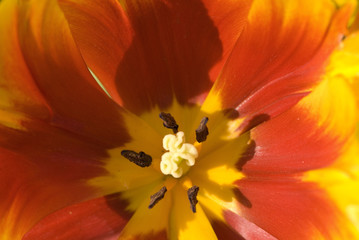 orange tulip colse-up