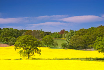 rapeseed field