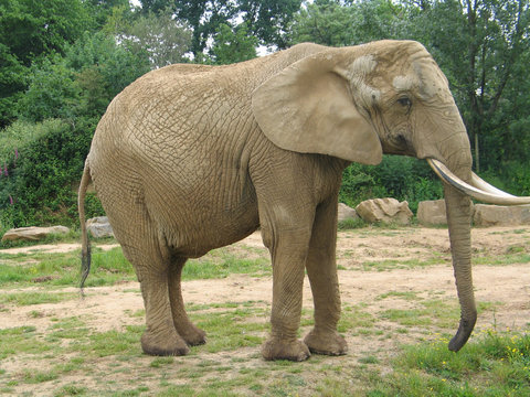 &eacute;l&eacute;phant