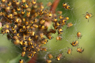 lots of young spiders