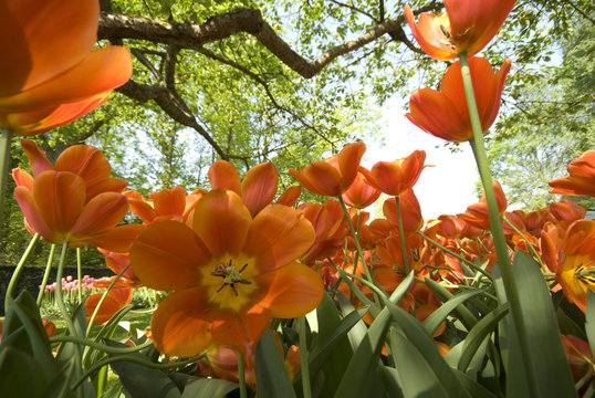 orange tulips