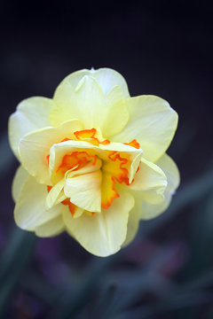 daffodil, complex flower