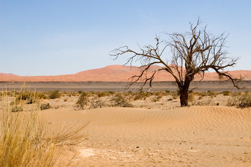 dead tree in the desert