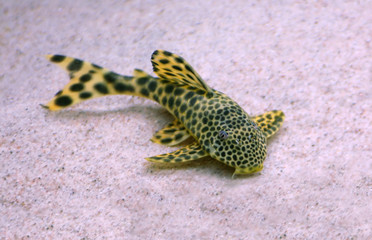 castfish with leopard pattern