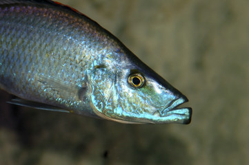 closeup on n. compressiceps