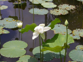 Search Photos Fleur De Lotus