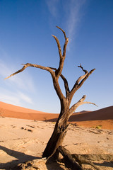 dead tree in dead vlei namibia