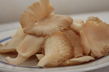 champignon
