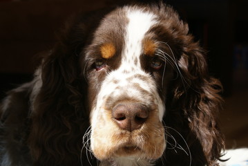 springer spaniel close-up