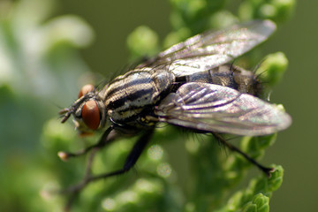 mouche