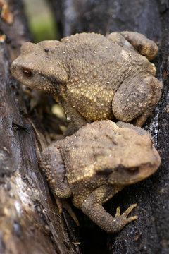 couple de crapauds