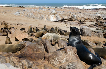 male seal with his girls