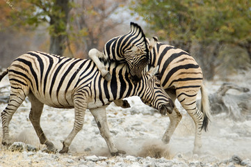 Fototapeta na wymiar vampire zebra